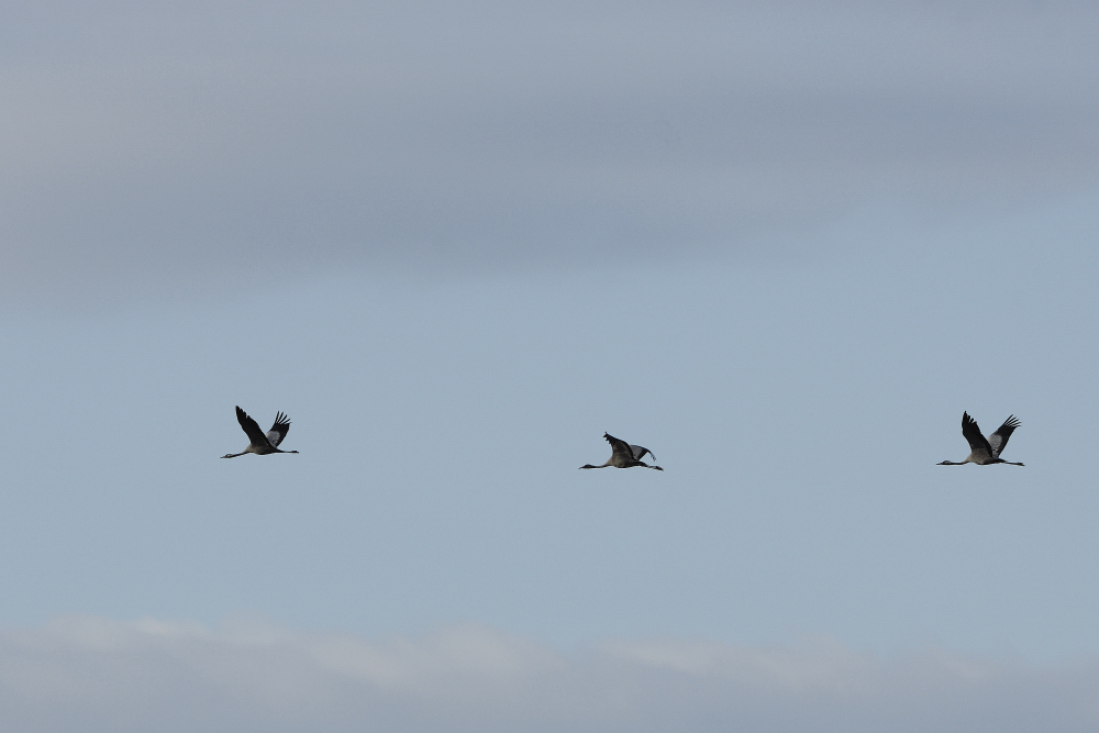 Et un Et deux Et Trois Zoiseaux