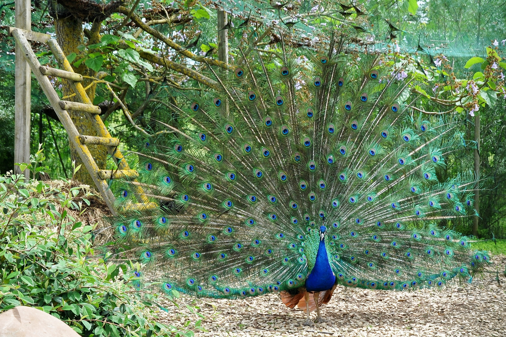 Et voilà le paon bleu