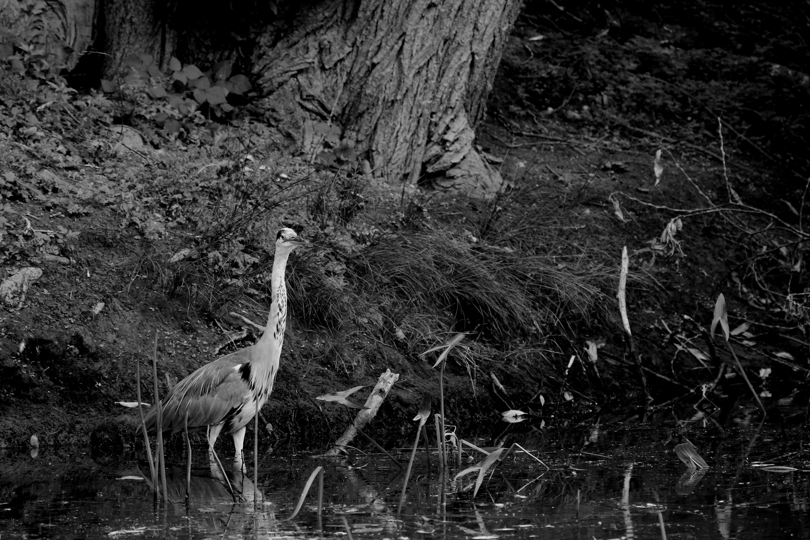 et voila que la nature essais de me ressembler