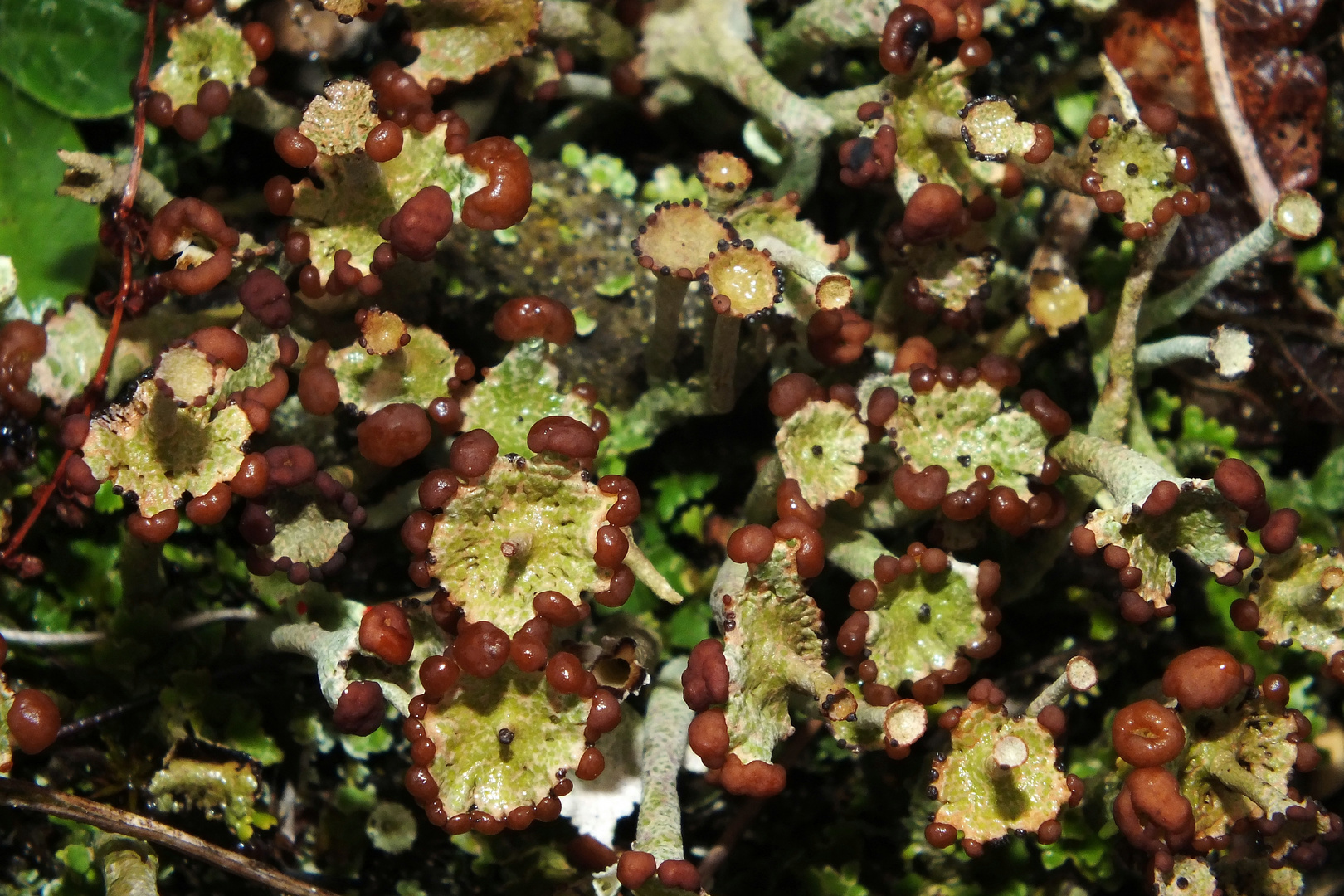 Etagen-Becherflechte (Cladonia cervicornis subsp. verticillata)