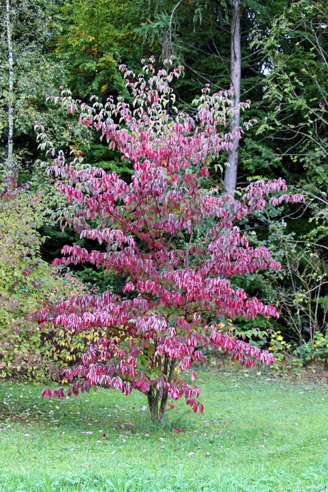 etagen hartriegel baum foto bild pflanzen pilze flechten baume einzelbaume bilder auf fotocommunity