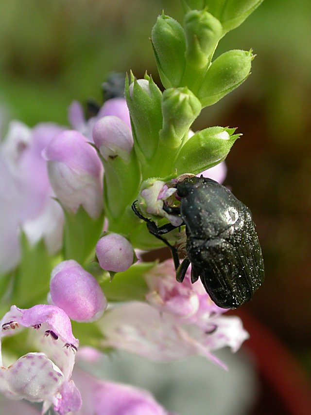 Etagenerika mit Trauerrosenkäfer Oxythyrea funesta (Coleoptera, Scarabaeidae).
