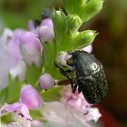 Etagenerika mit Trauerrosenkäfer Oxythyrea funesta (Coleoptera, Scarabaeidae).