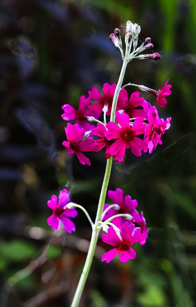 Etagenprimel (Primula bullesiana)