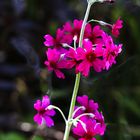 Etagenprimel (Primula bullesiana)