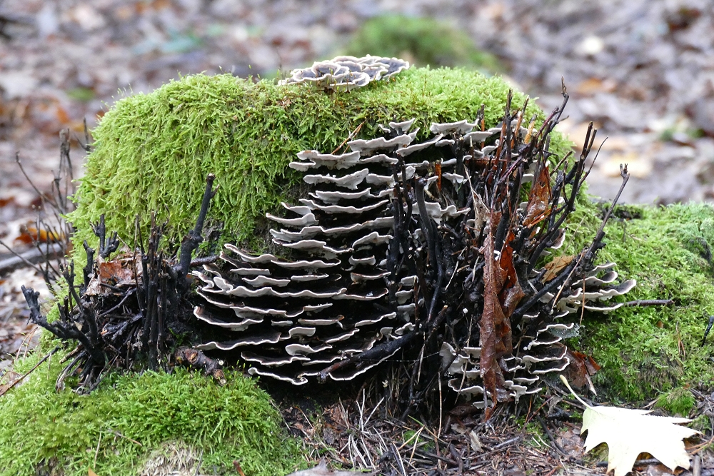 Etagenwohnungen für Insekten