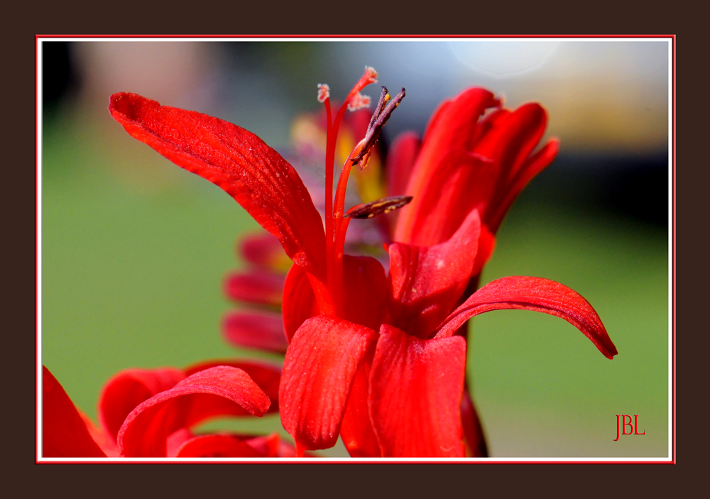 Etamines d'un crocosmia