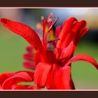 Etamines d'un crocosmia