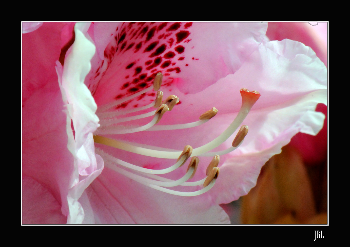 Etamines et pistil de rhododendron