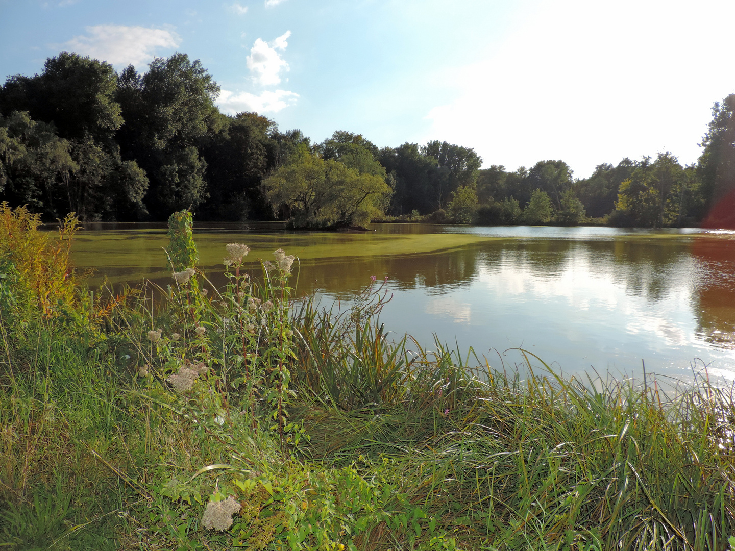 Etang à Genval.(B)