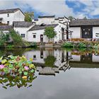 Etang aux lotus