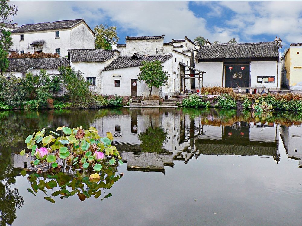 Etang aux lotus