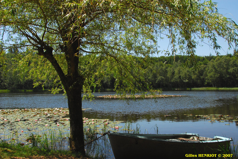 Etang dans la forêt