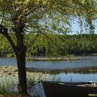 Etang dans la forêt