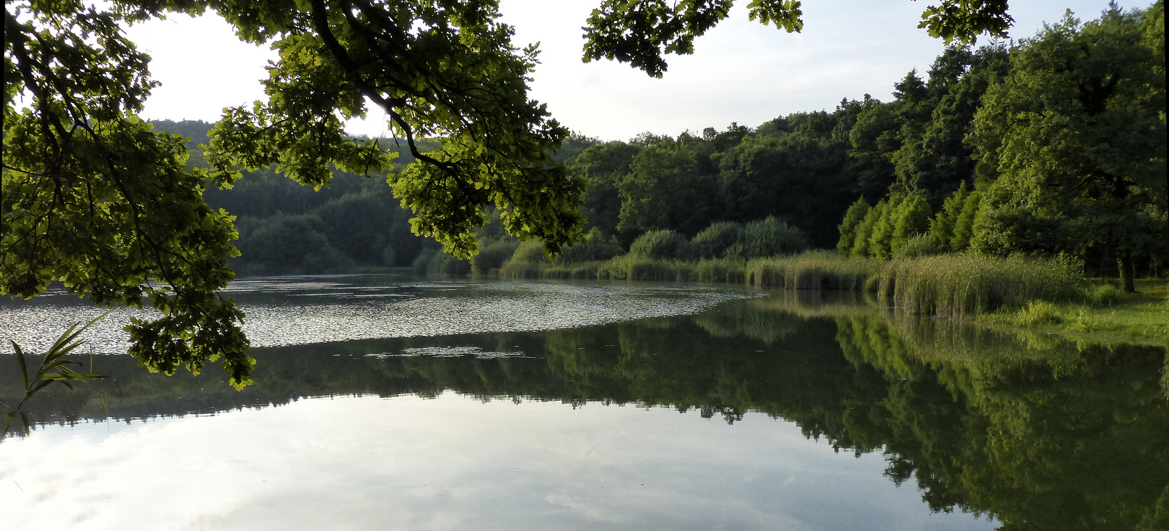 ETANG  DE BURTONCOURT  (Moselle)