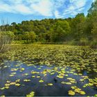 Etang de Font Merle