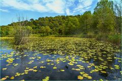 Etang de Font Merle