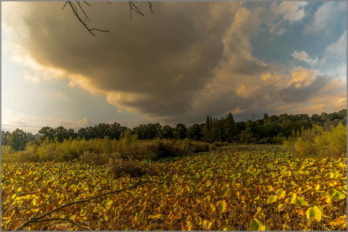 Etang de Font Merle