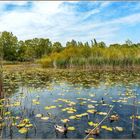 Etang de Fontmerle