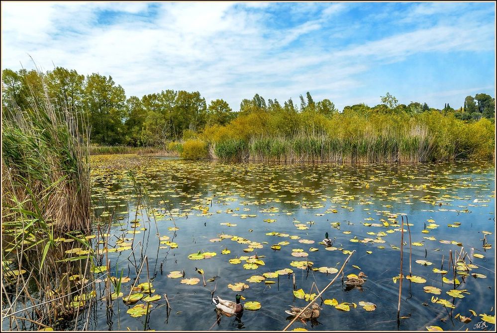 Etang de Fontmerle