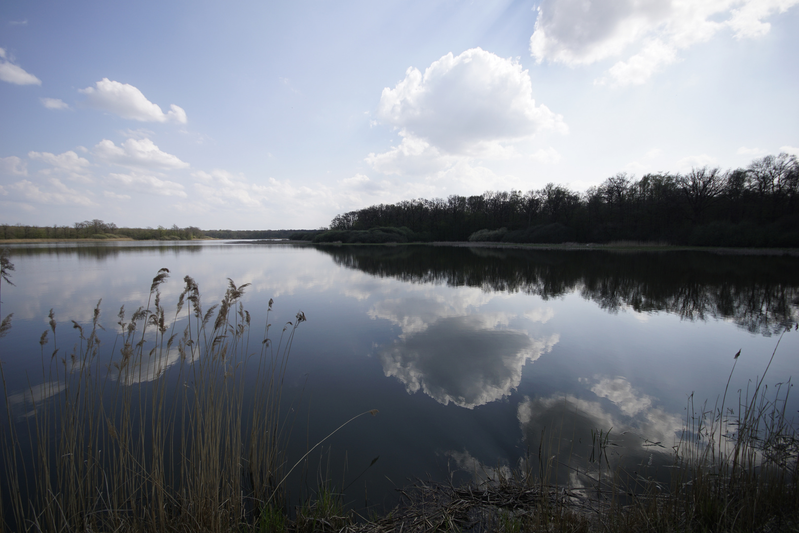 Etang de Gondrexange #1