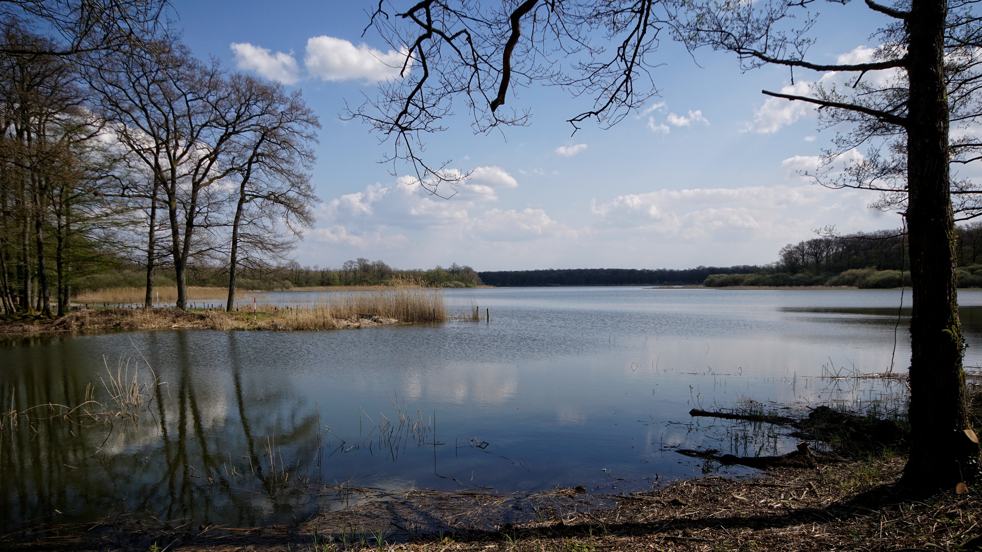 Etang de Gondrexange #2