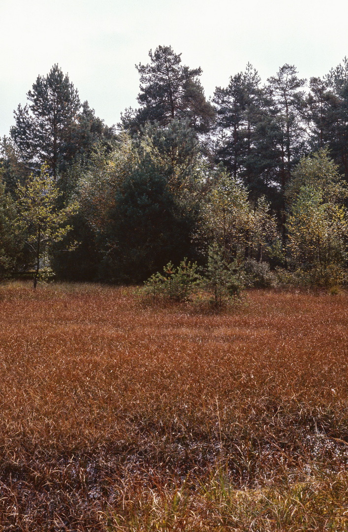 Etang de Hanau (II)