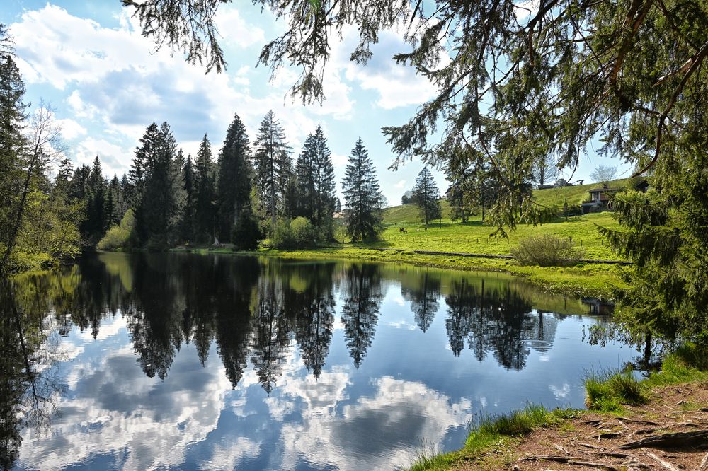 Etang de la Gruere 3