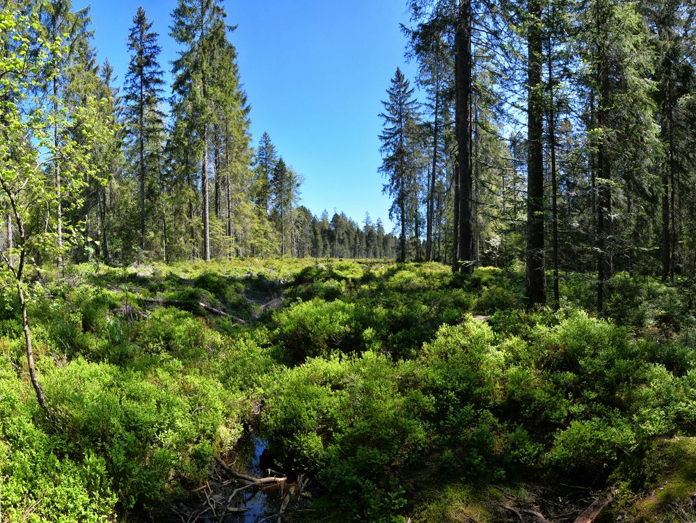 Etang de la Gruère