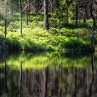 Etang de la Gruère