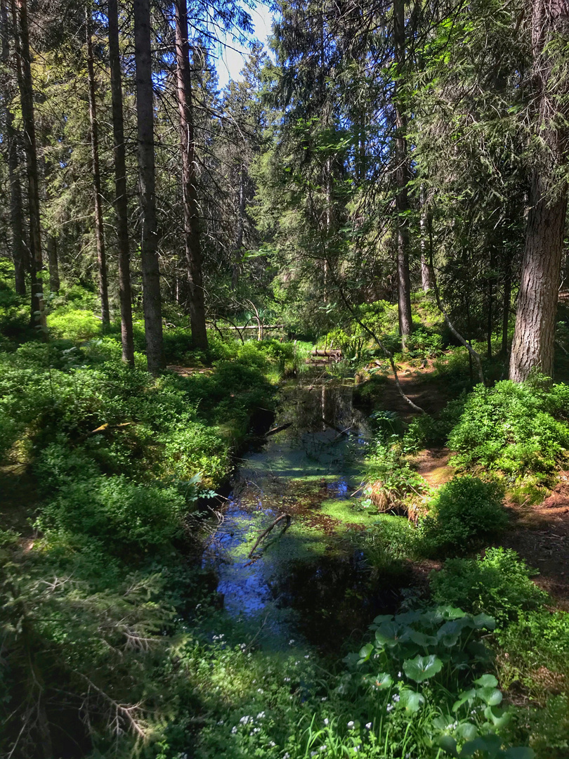 Etang de la Gruère