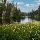 Etang de la Gruère