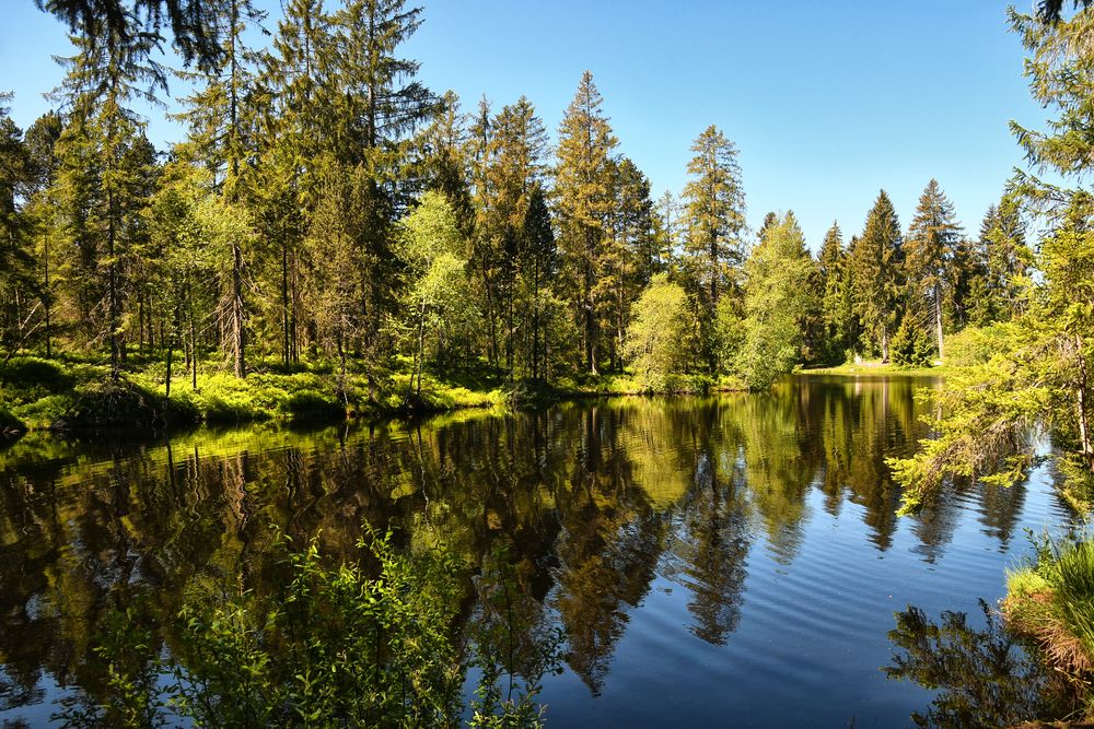 Etang de la Gruère