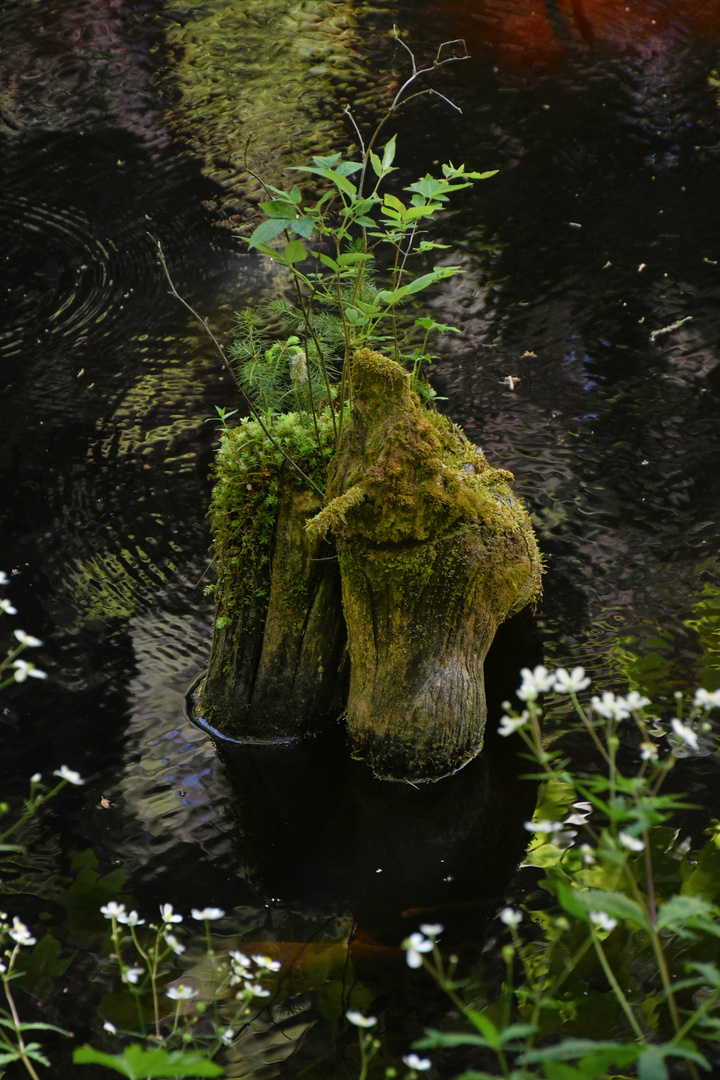 Etang de la Gruère Detail