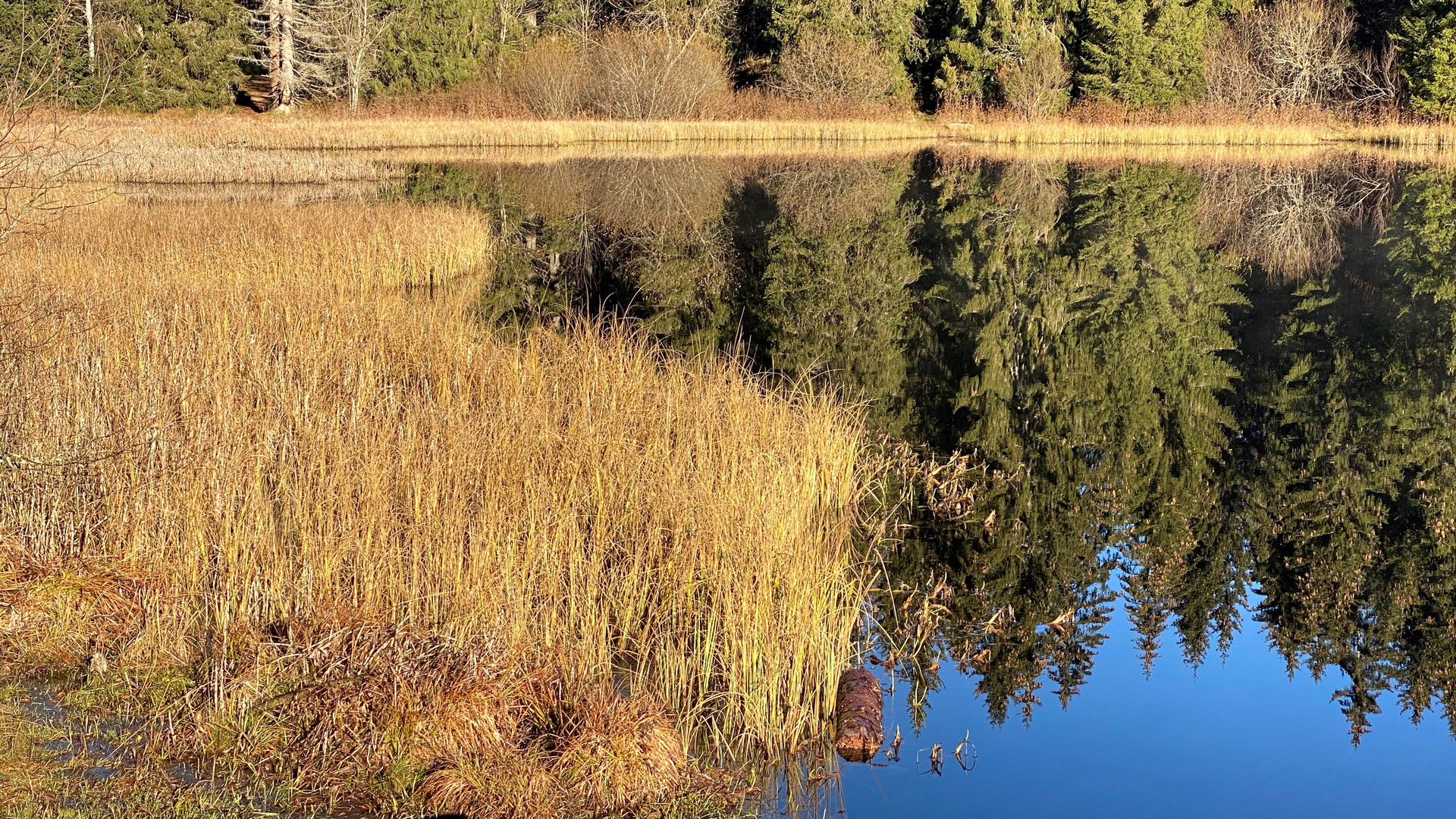 Etang de la Gruère