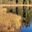 Etang de la Gruère