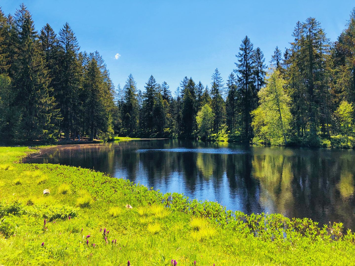 Etang de la Gruère