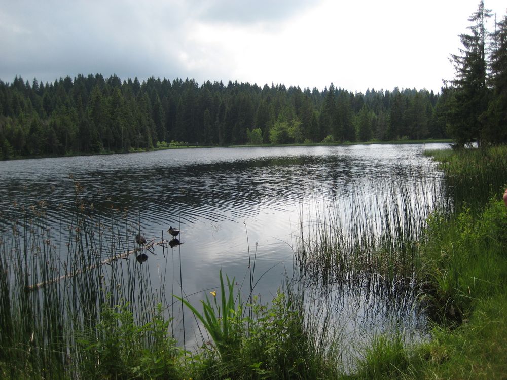 Etang de la Gruére, Freiberge. Kt.JU CH