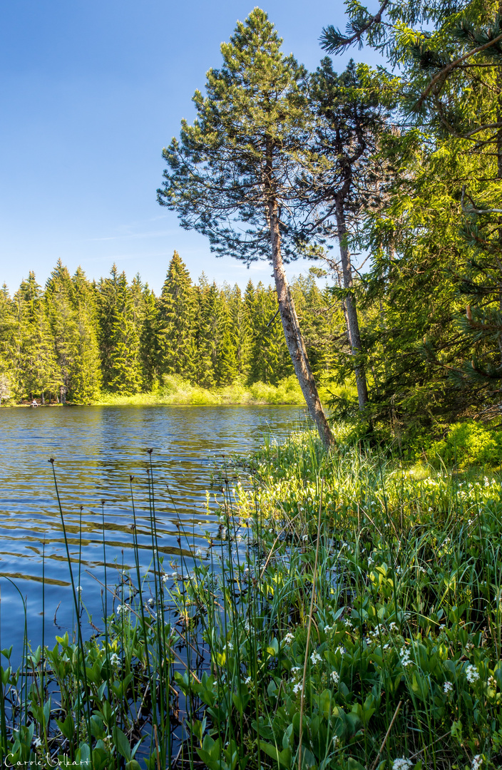 Etang de la Gruère II