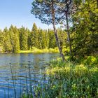 Etang de la Gruère II