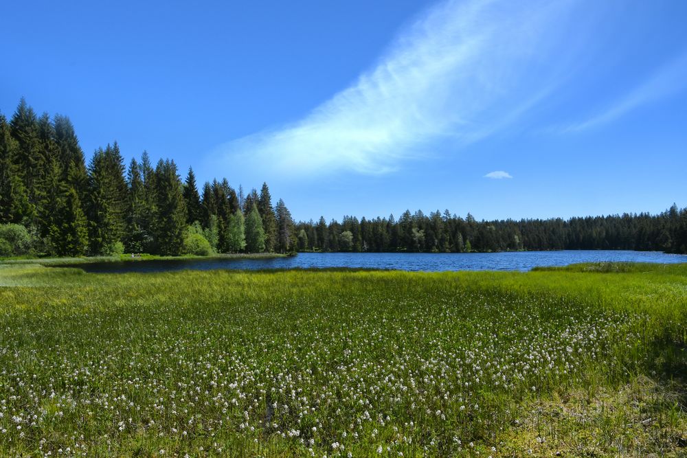 Etang de la Gruère Wollgras