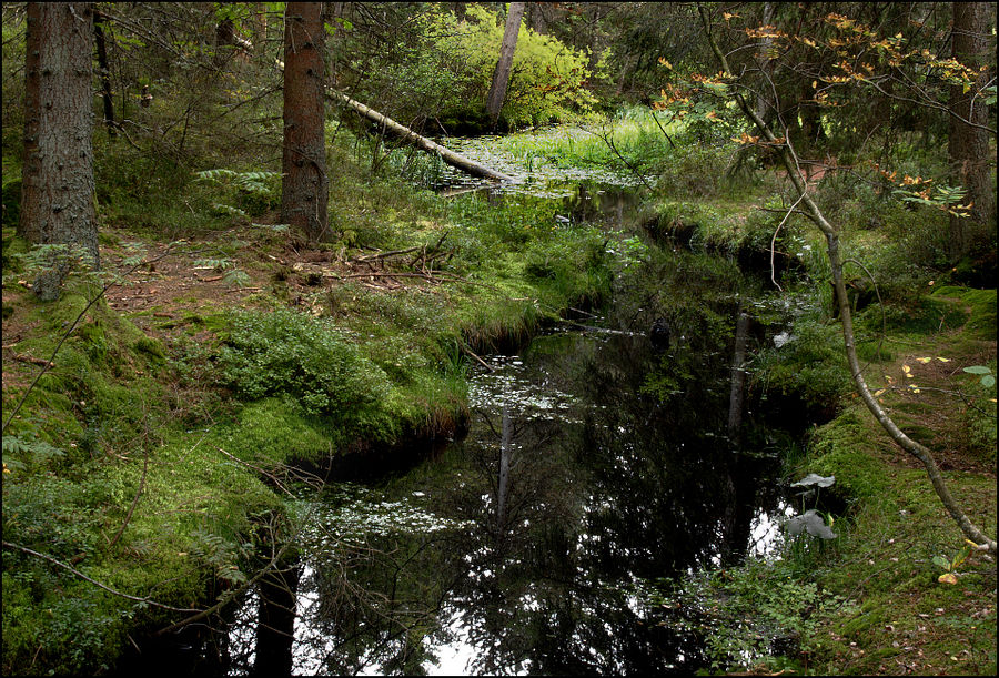 Etang de la Gruyère I