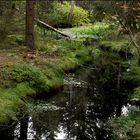 Etang de la Gruyère I