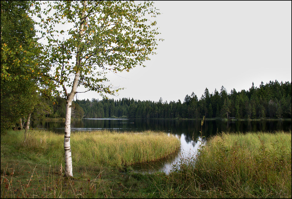 Etang de la Gruyère IV