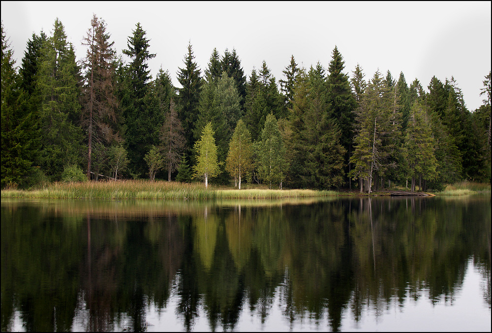 Etang de la Gruyère VIII