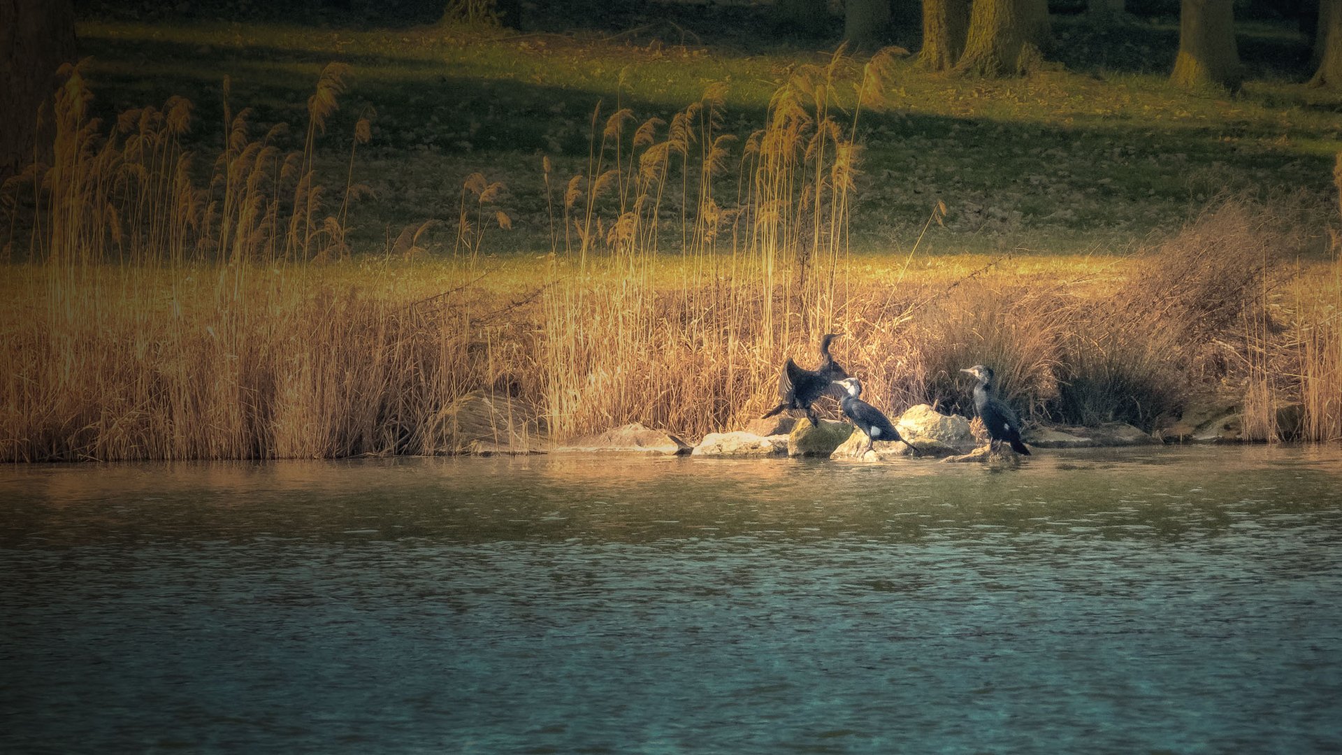 Etang de la Mutche