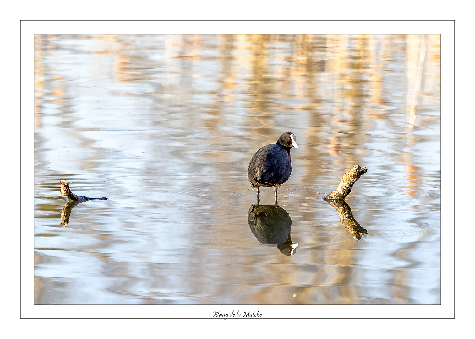 Etang de la Mutche photo et image animaux, animaux sauvages, oiseaux