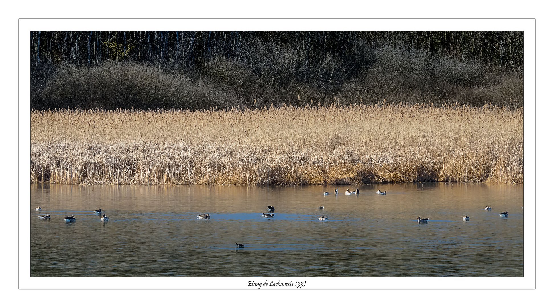 etang de Lachaussée (55)