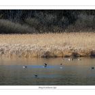 etang de Lachaussée (55)