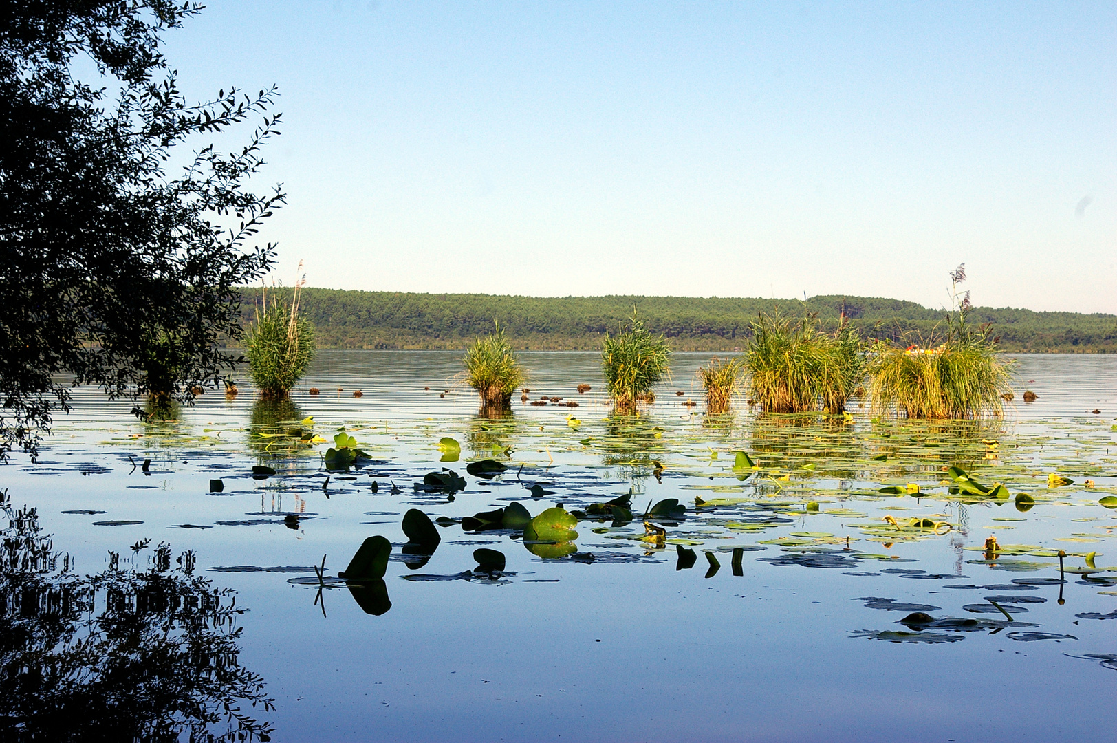 etang de le léon(40)